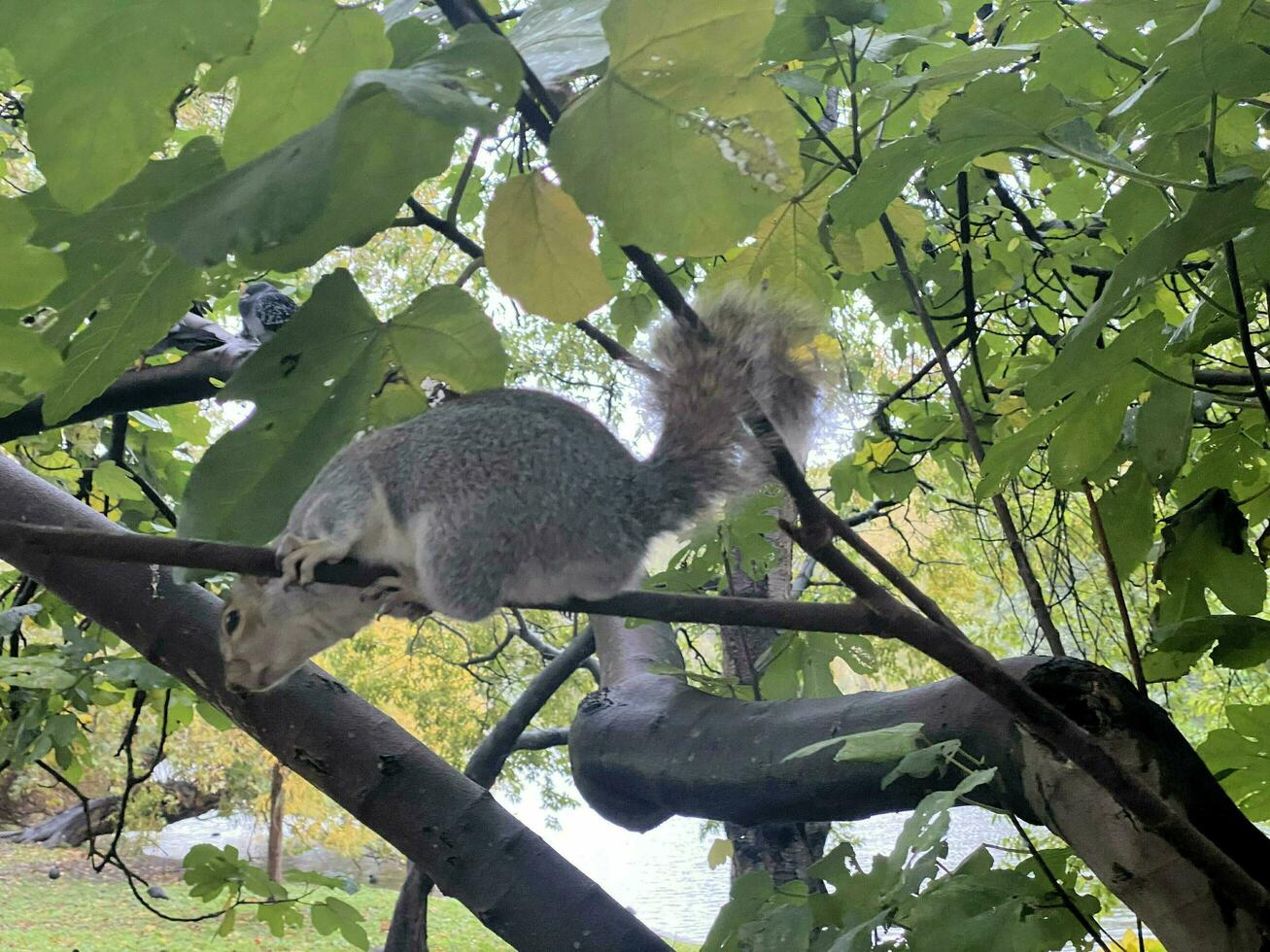 A view of a Grey Squirrel in a London Park photo