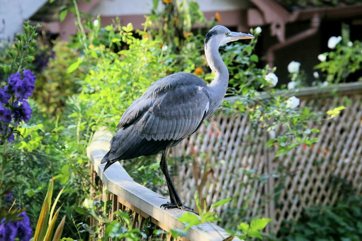 A close up of a Grey Heron photo