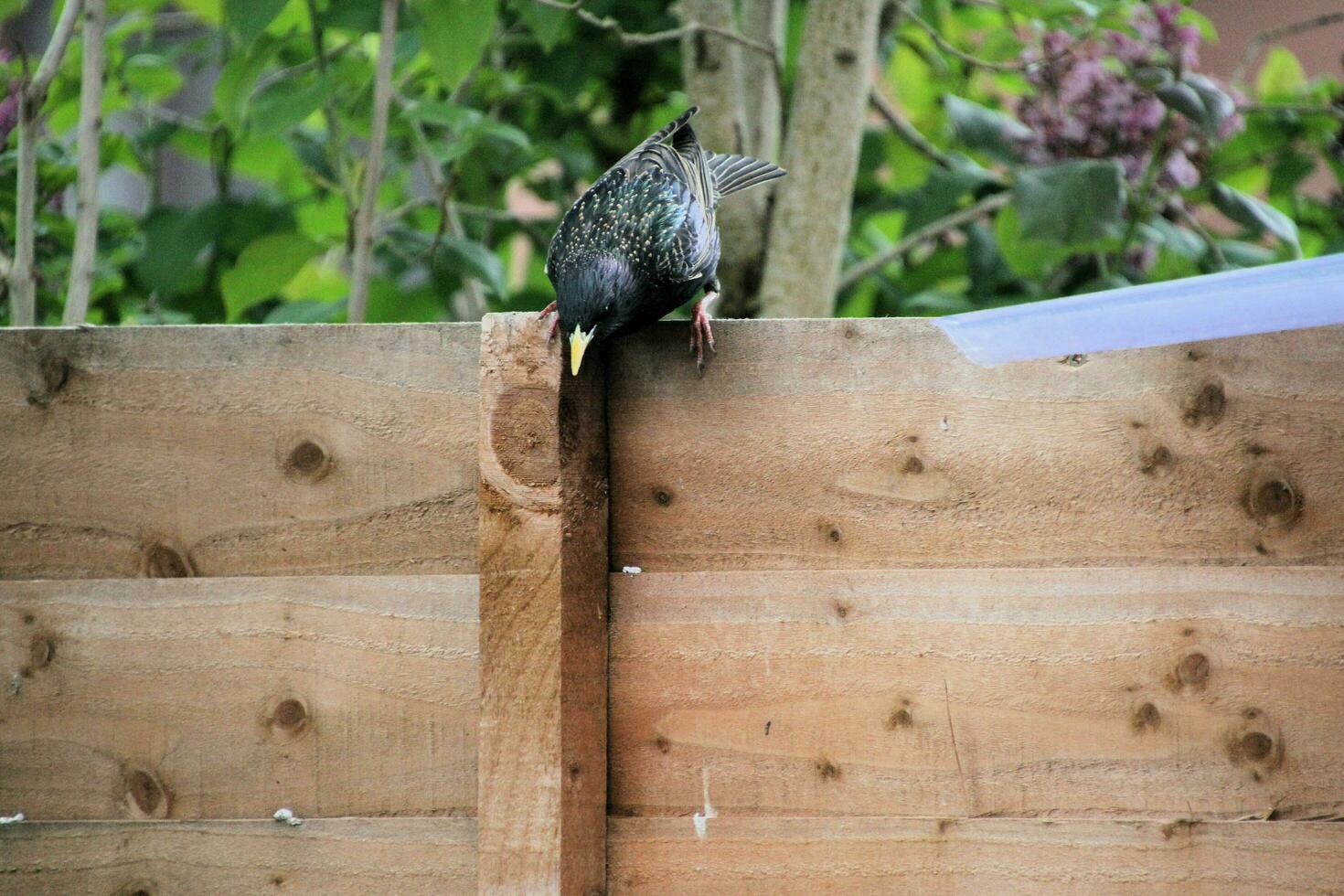 A view of a Blackbird on a fence photo
