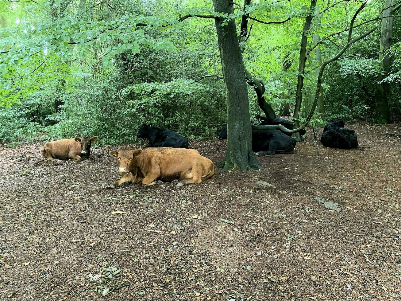 A view of some Cows at Brown Moss Nature Reserve photo