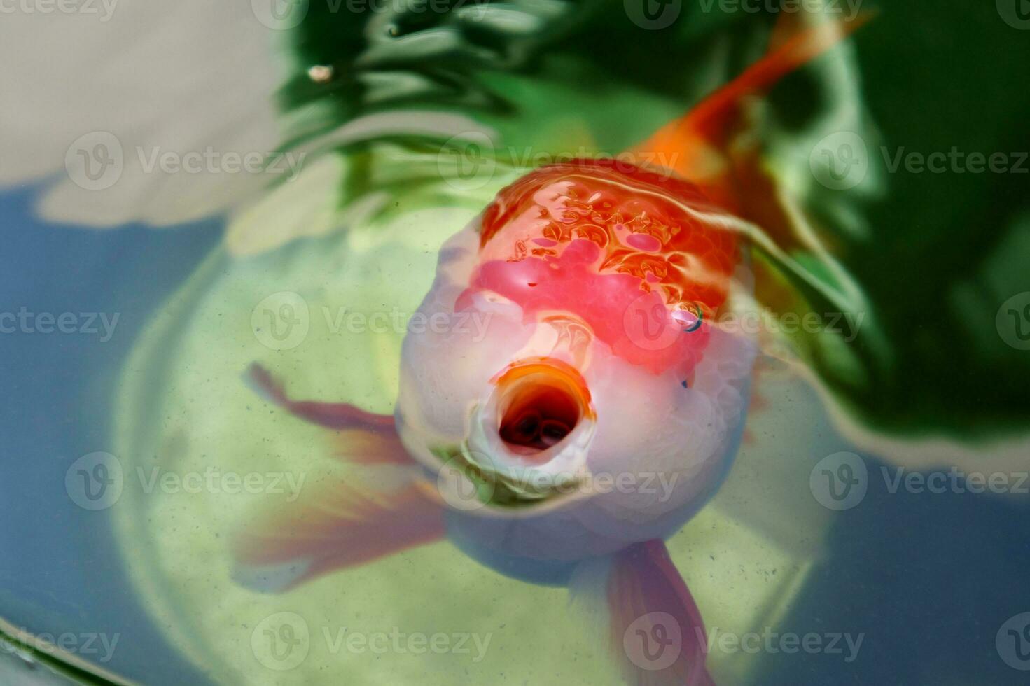 Goldfish in aquarium fish pond close up photo