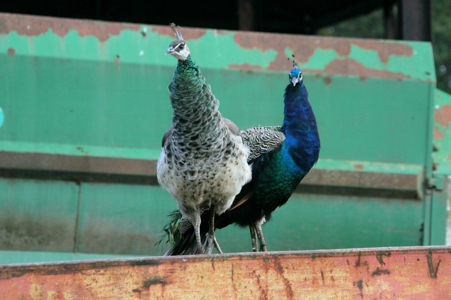 A view of a Peacock on a Farm photo