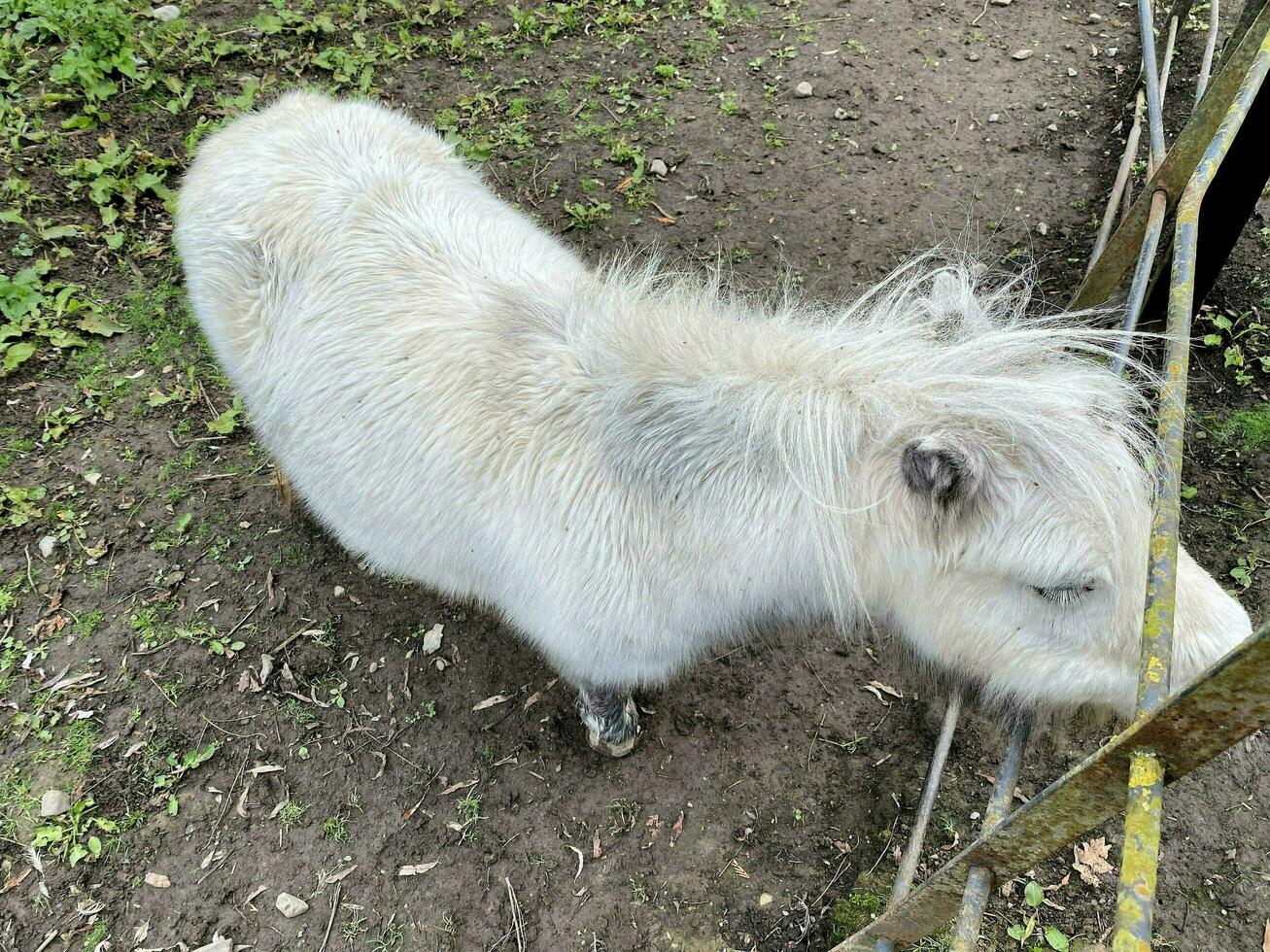 A view of a minature Pony photo