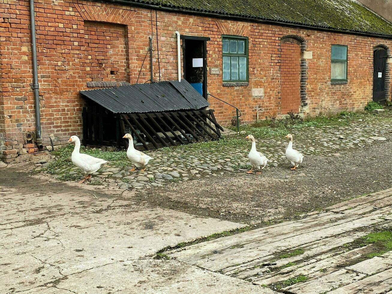 a VIEW OF SOME WHITE gEESE photo