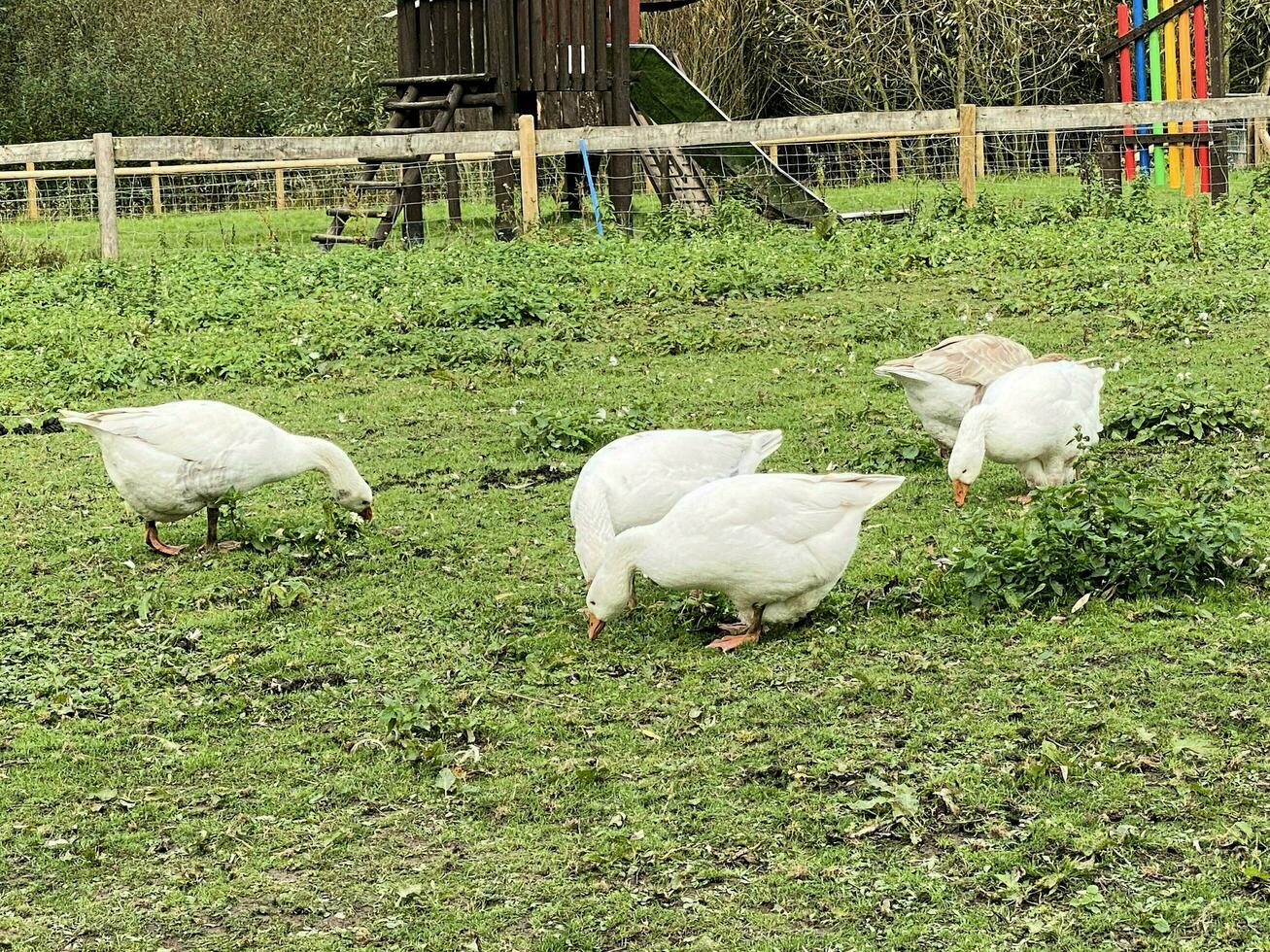 A view of some White Geese in a farmyard photo