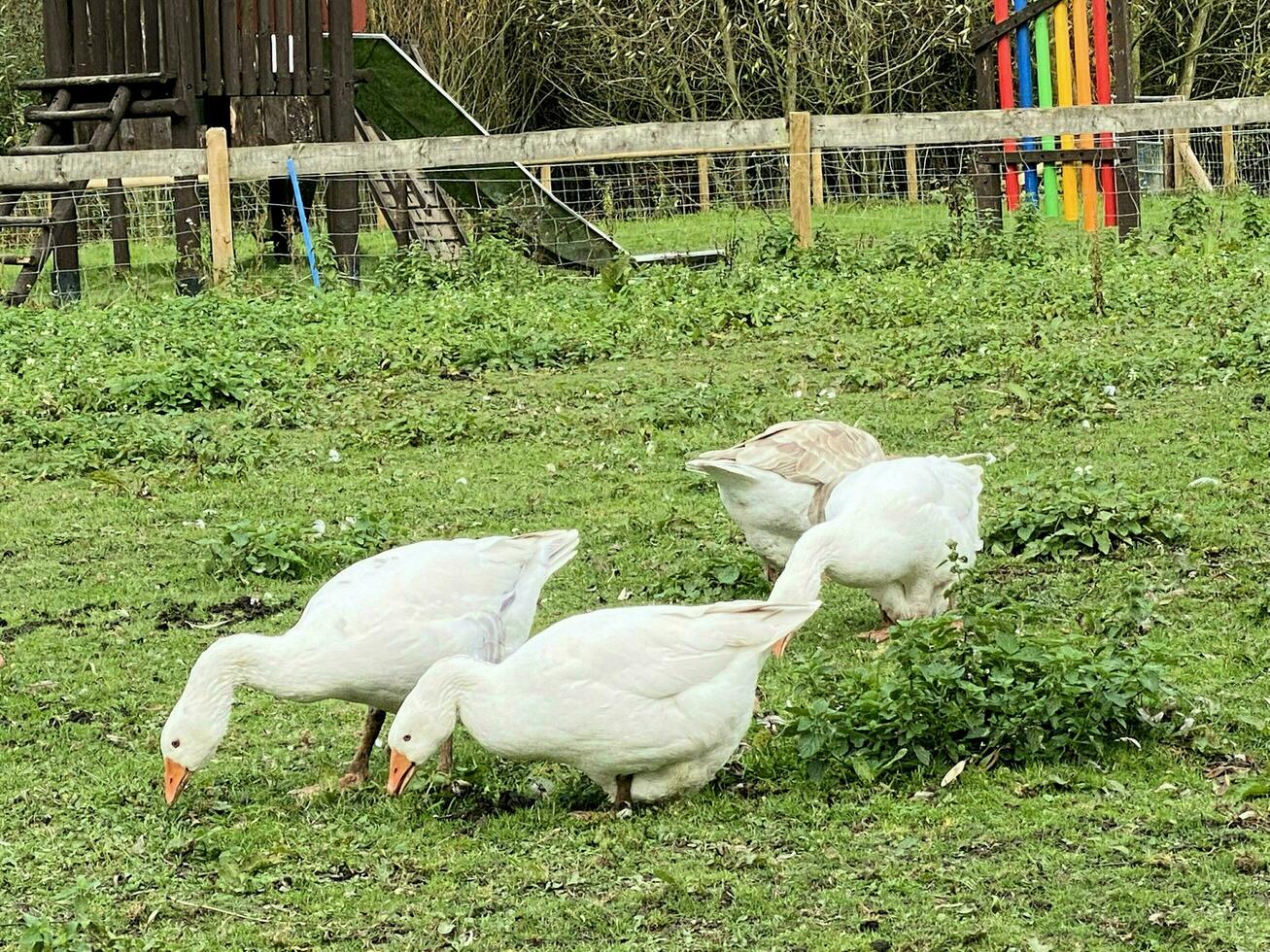 A view of some White Geese in a farmyard photo