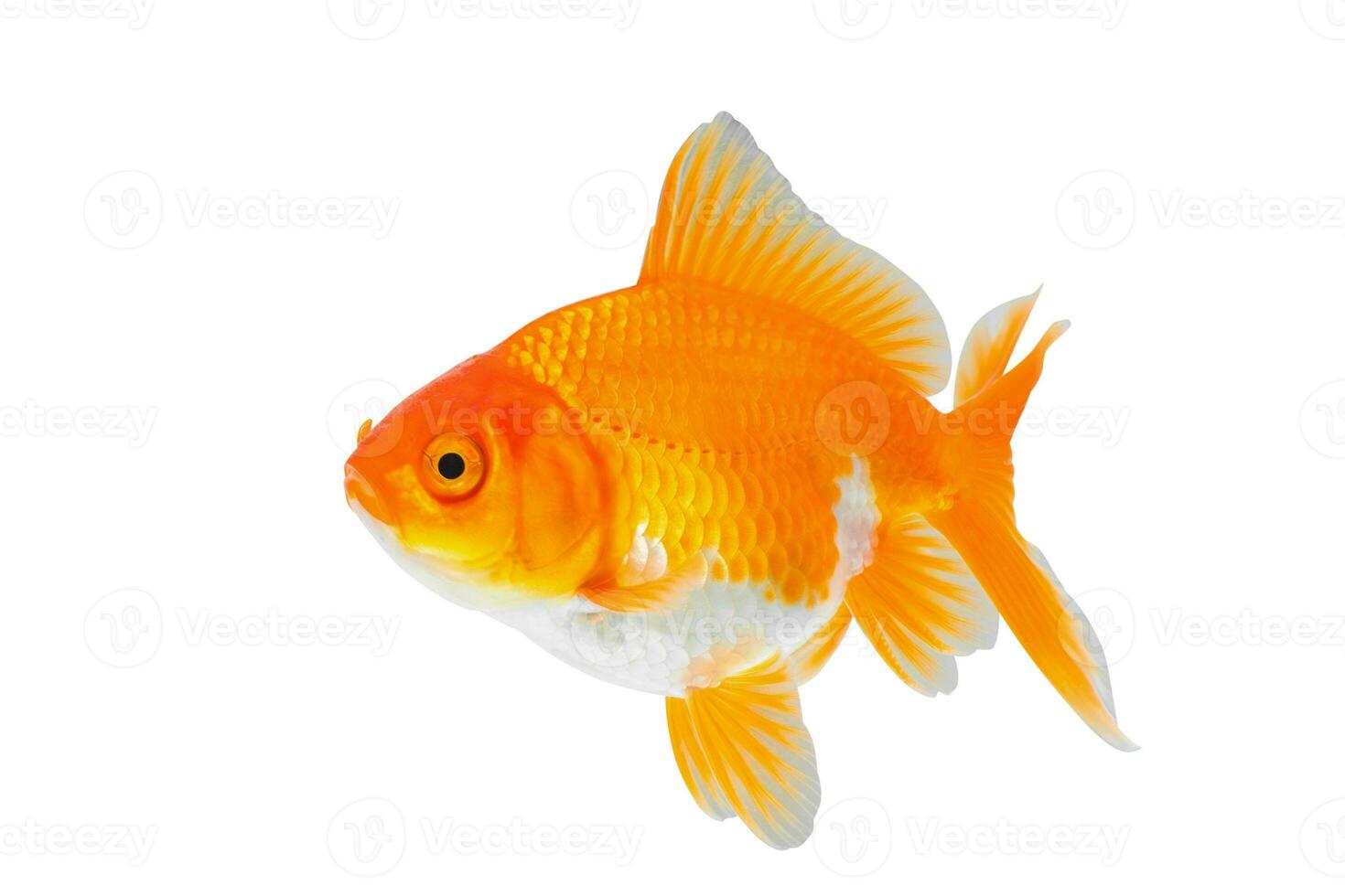 Oranda goldfish isolated on white background close up photo
