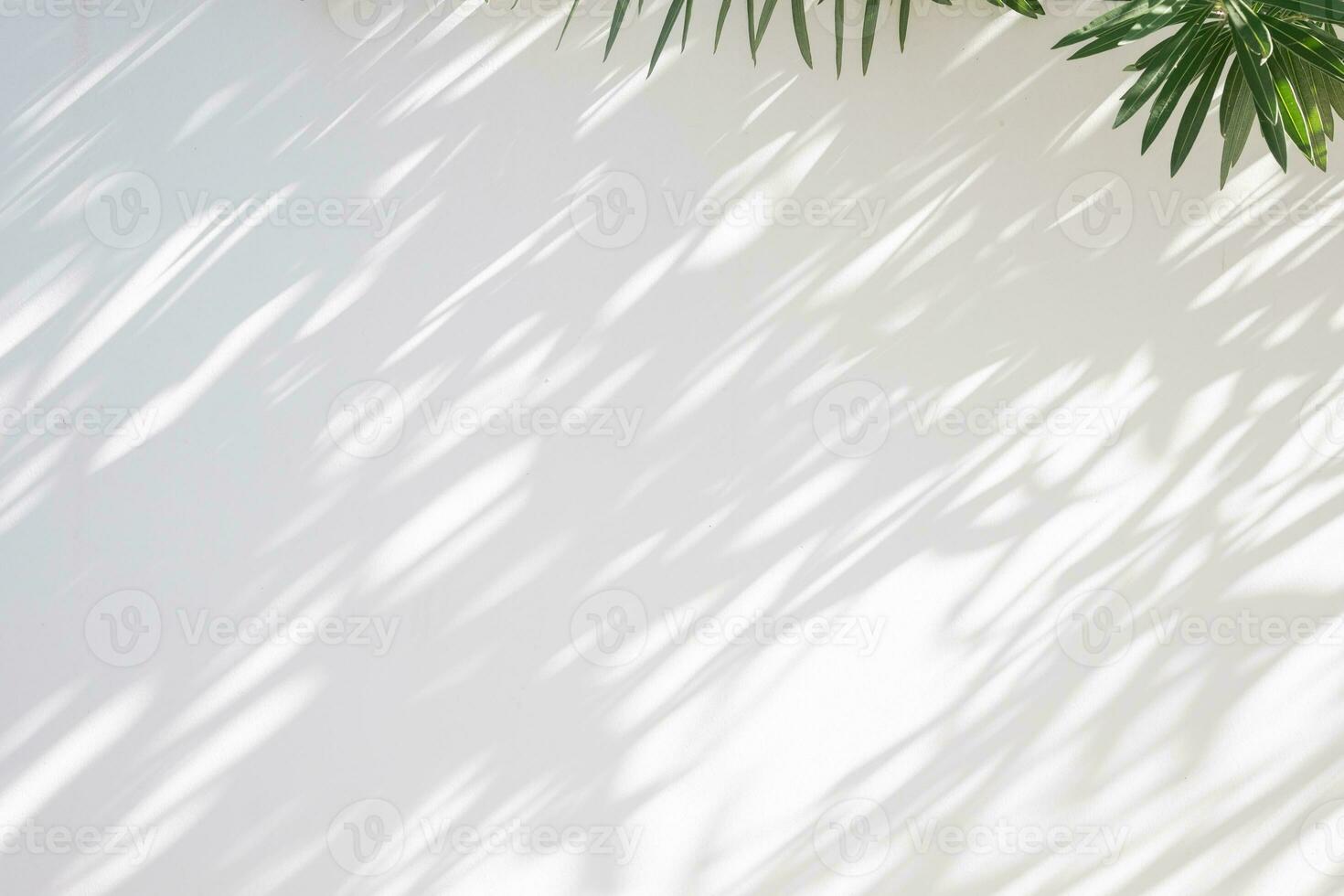 Abstract natural tree leaves shadow on white wall background photo