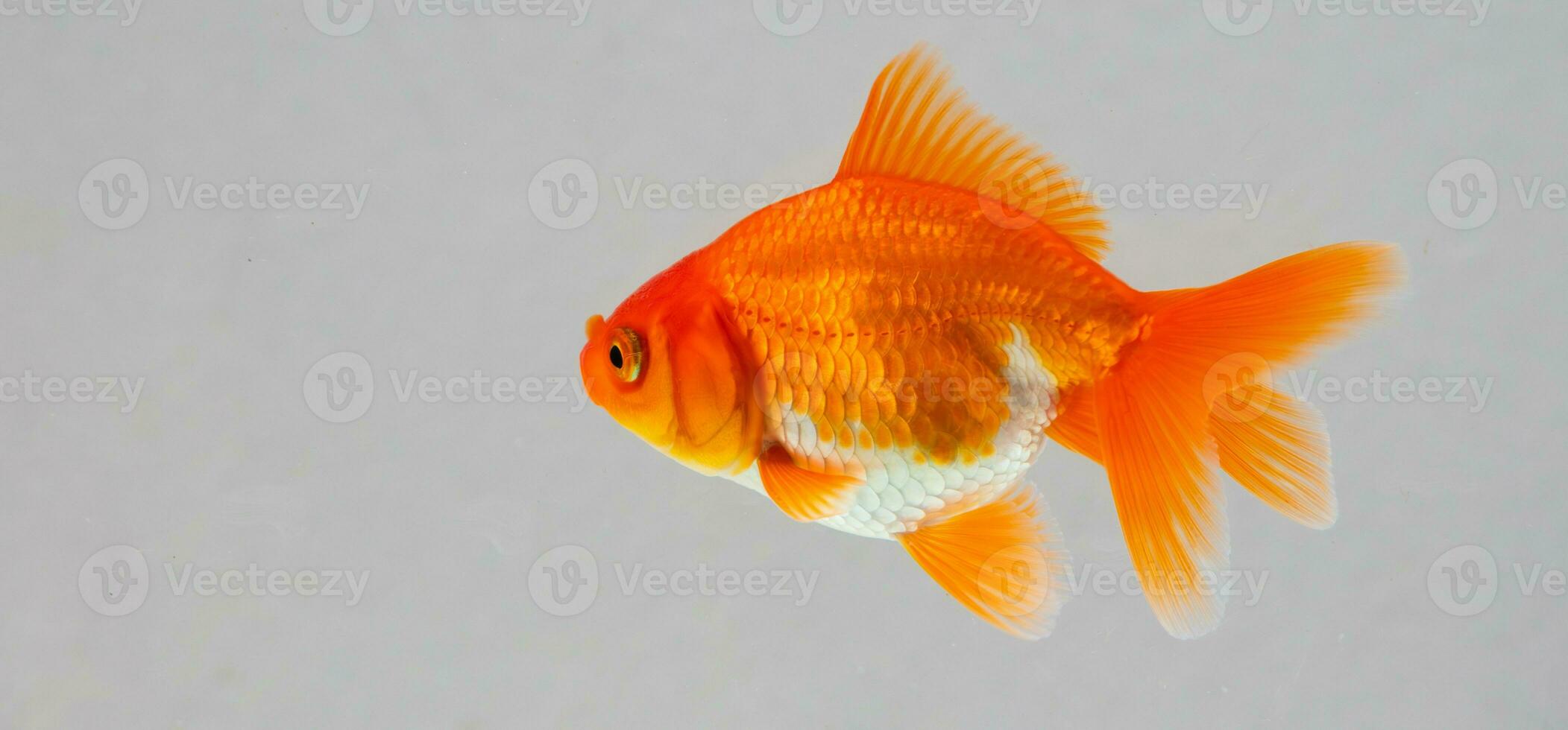 oranda pez de colores en acuario pescado tanque cerca arriba foto