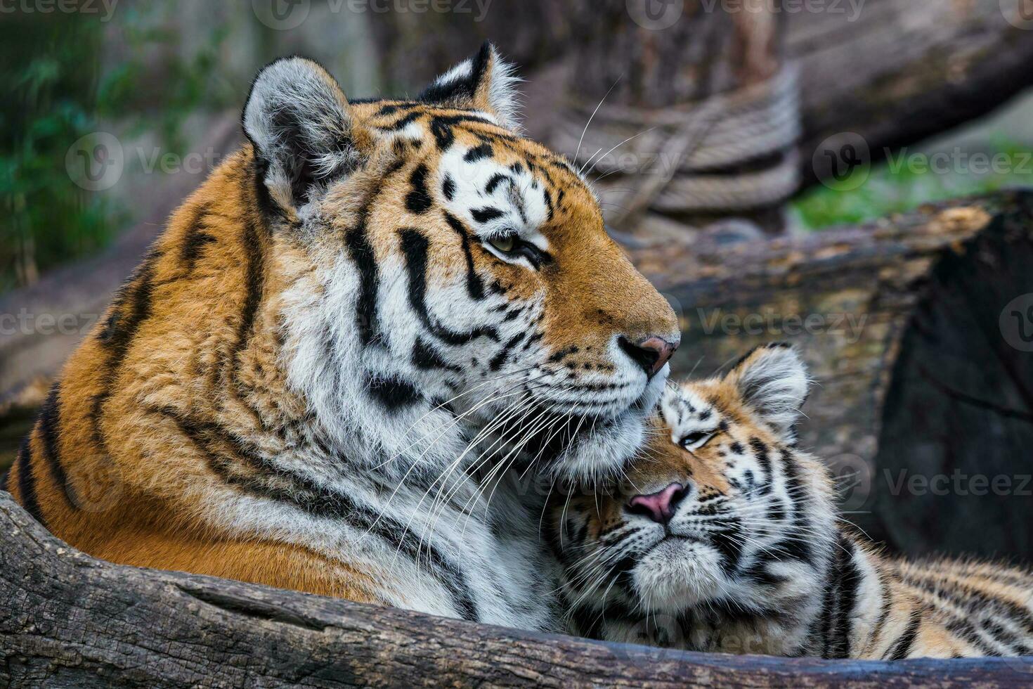 Siberian tiger with cub, Panthera tigris altaica photo
