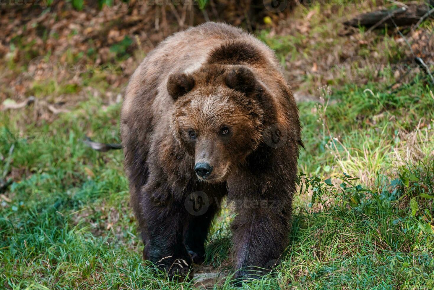 Brown bear in the forest. Kamchatka bear photo