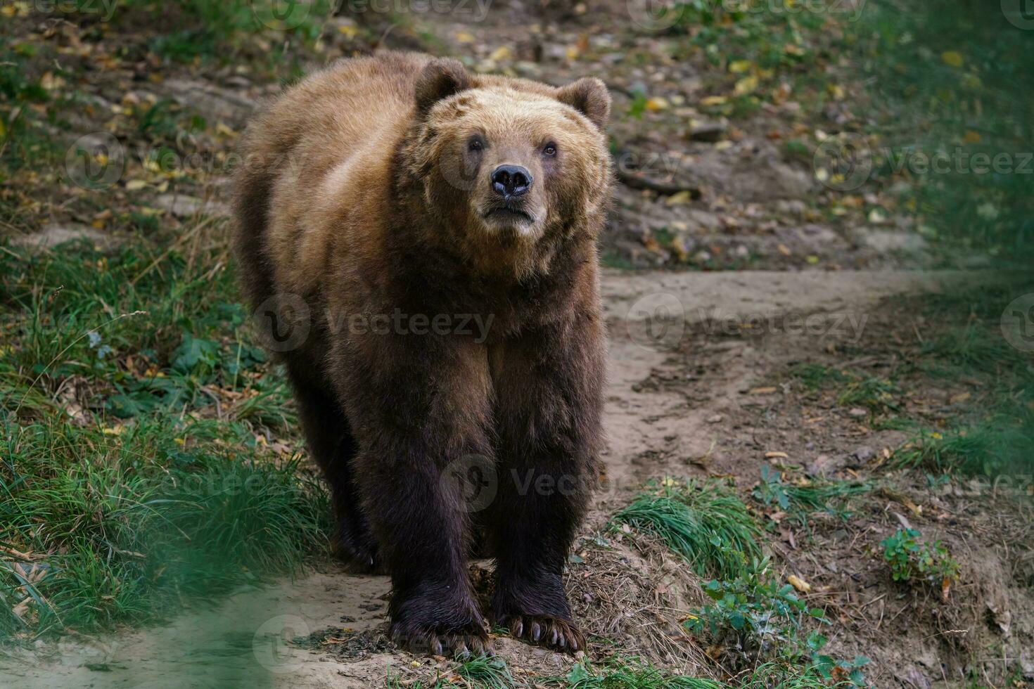 oso pardo kamchatka en el bosque, ursus arctos beringianus foto