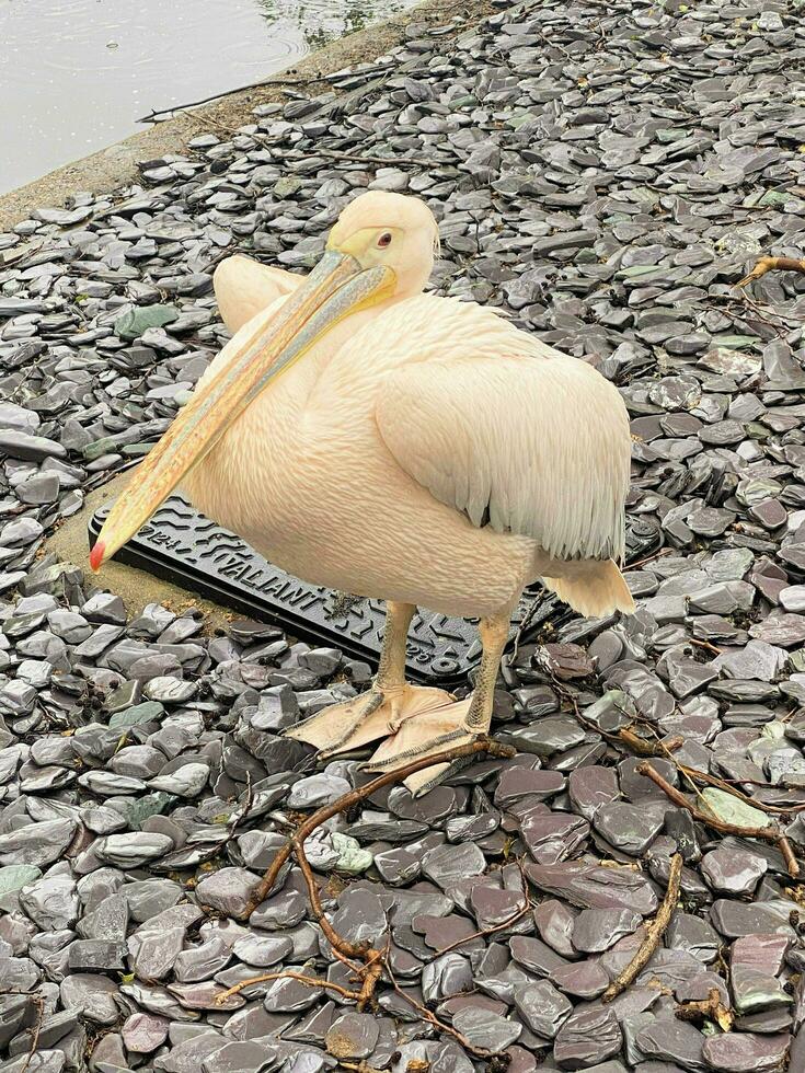 A view of a Pelican in a park in London photo