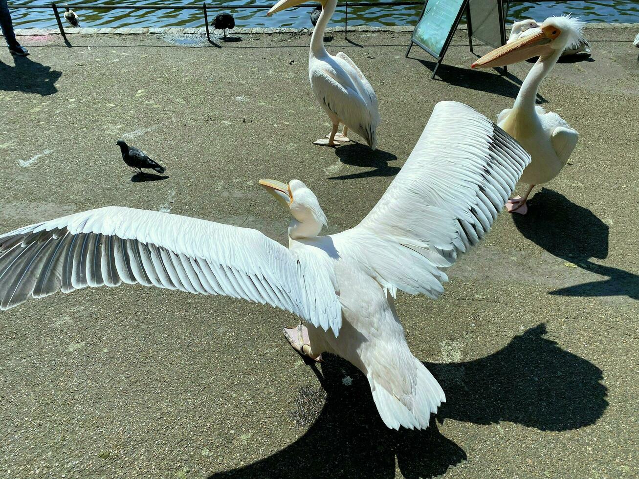 un ver de un pelícano en un parque en Londres foto