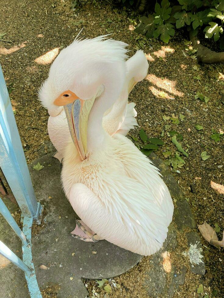 A view of a Pelican in a park in London photo