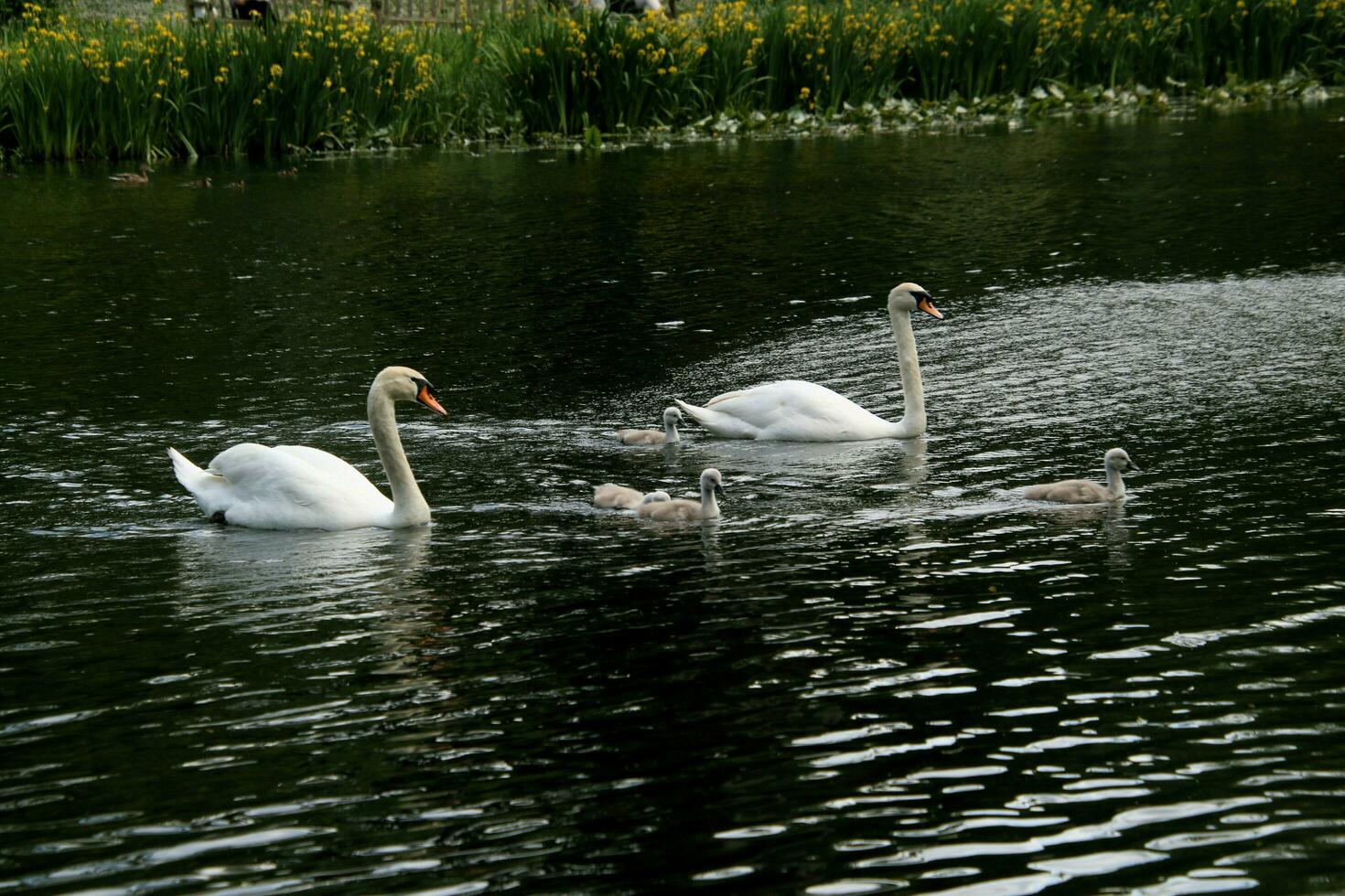 A view of a Mute Swan photo
