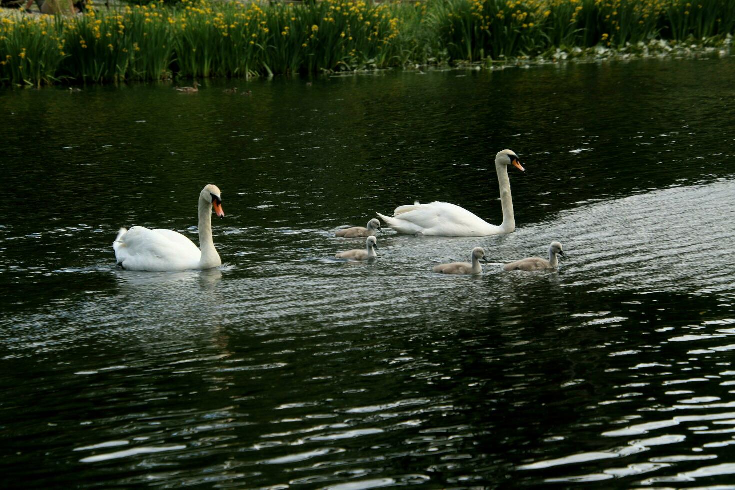 A view of a Mute Swan photo