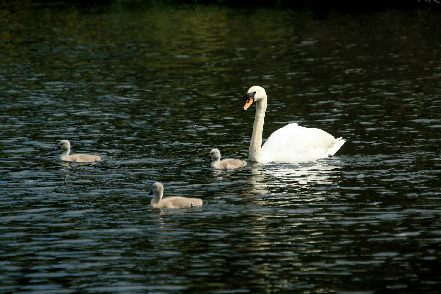 A view of a Mute Swan photo