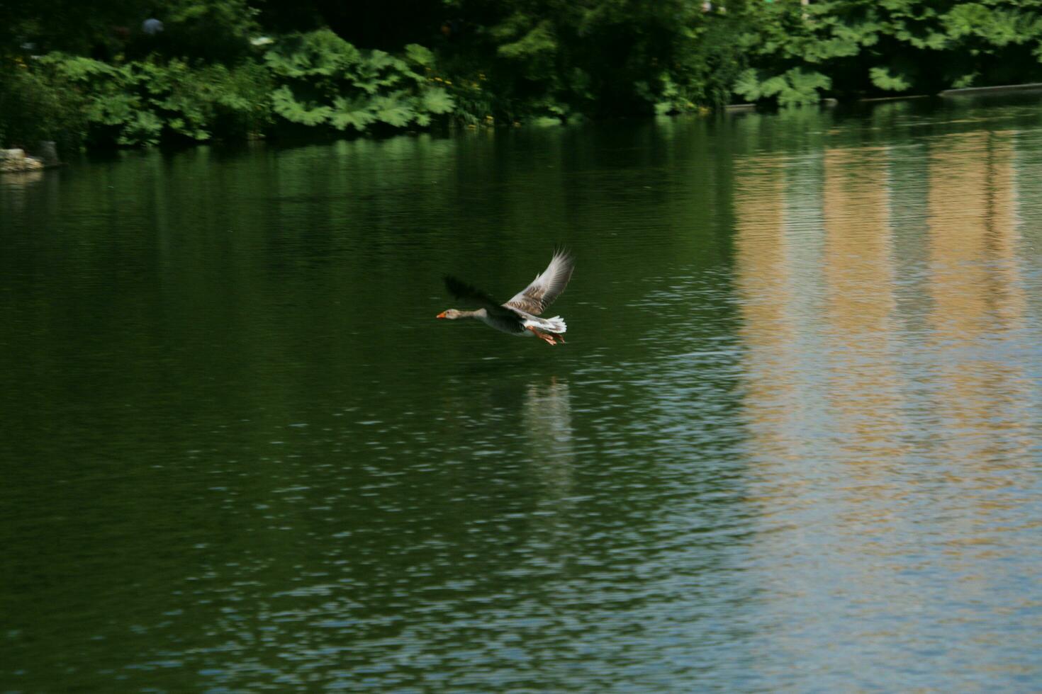 A view of a Greylag Goose photo