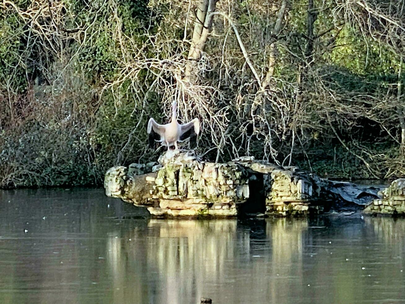 A view of a Pelican in London photo
