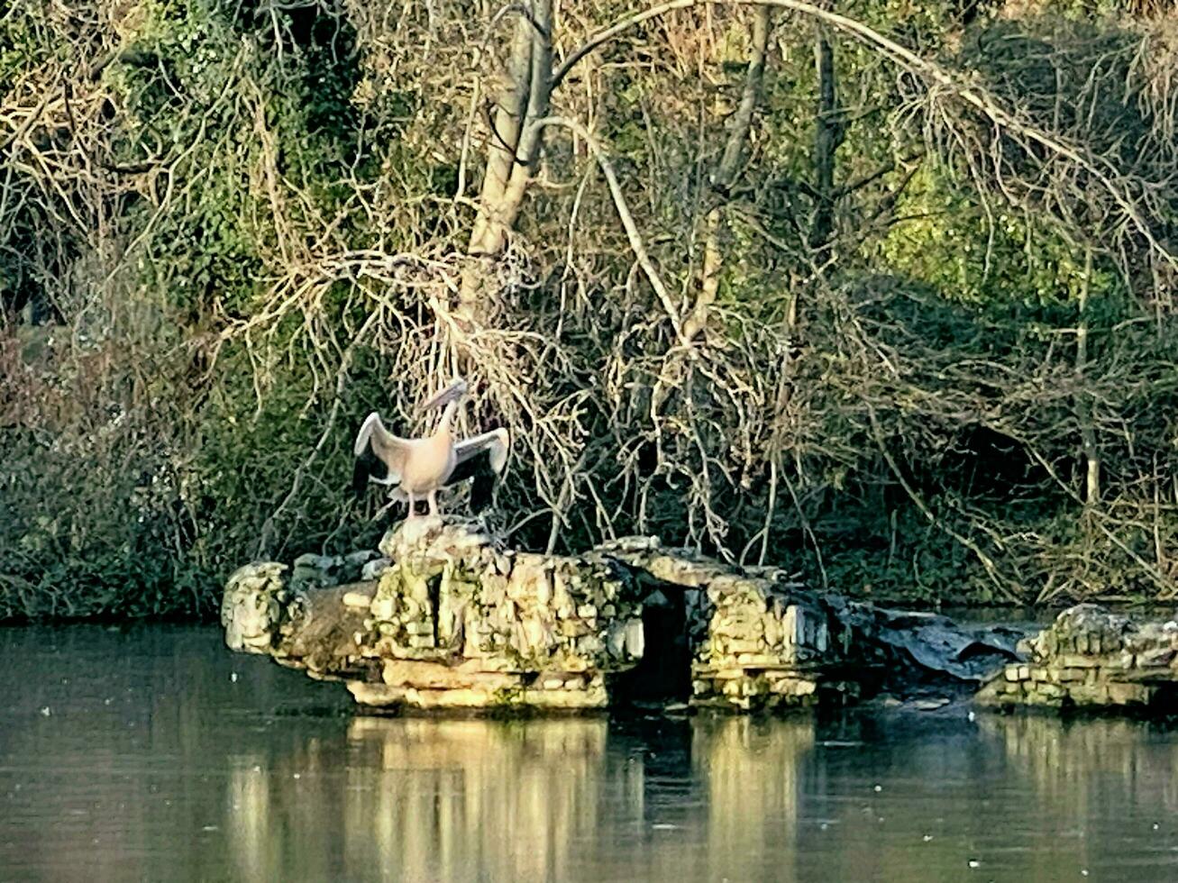 A view of a Pelican in London photo