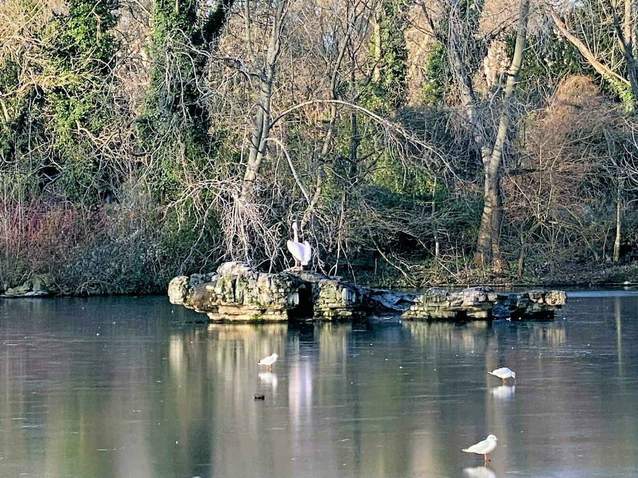 A view of a Pelican in a park in London photo