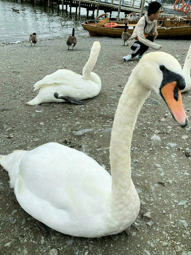 A view of a Mute Swan photo
