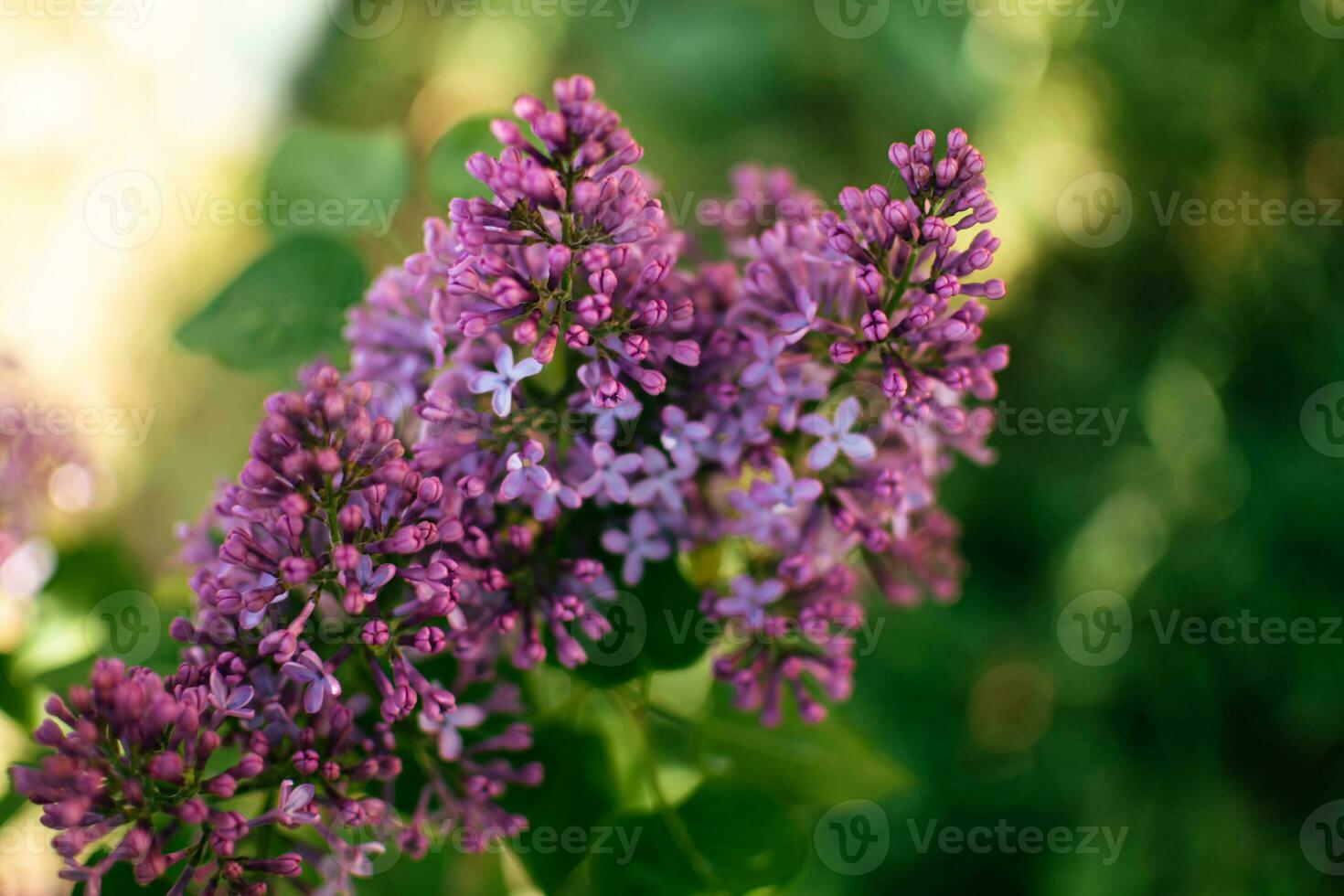 Beautiful purple lilac at sprintime on a blurry background, syringa vulgaris photo