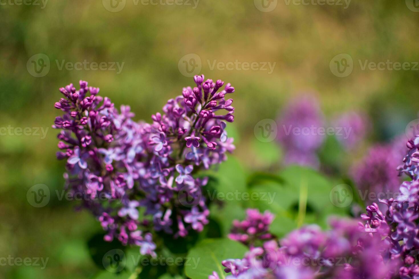 Beautiful purple lilac at sprintime on a blurry background, syringa vulgaris photo