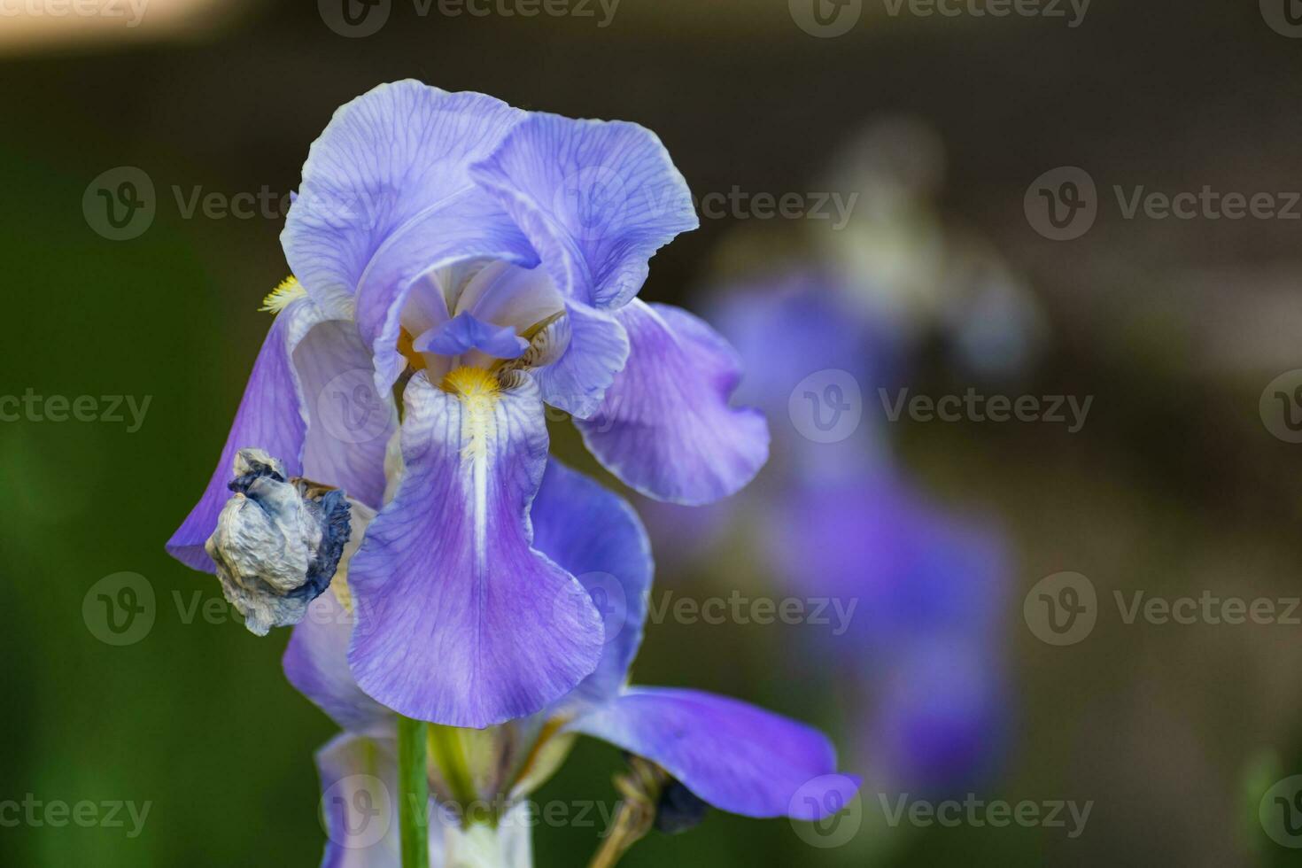 Beautiful blue and purple iris flower at spring and summertime photo