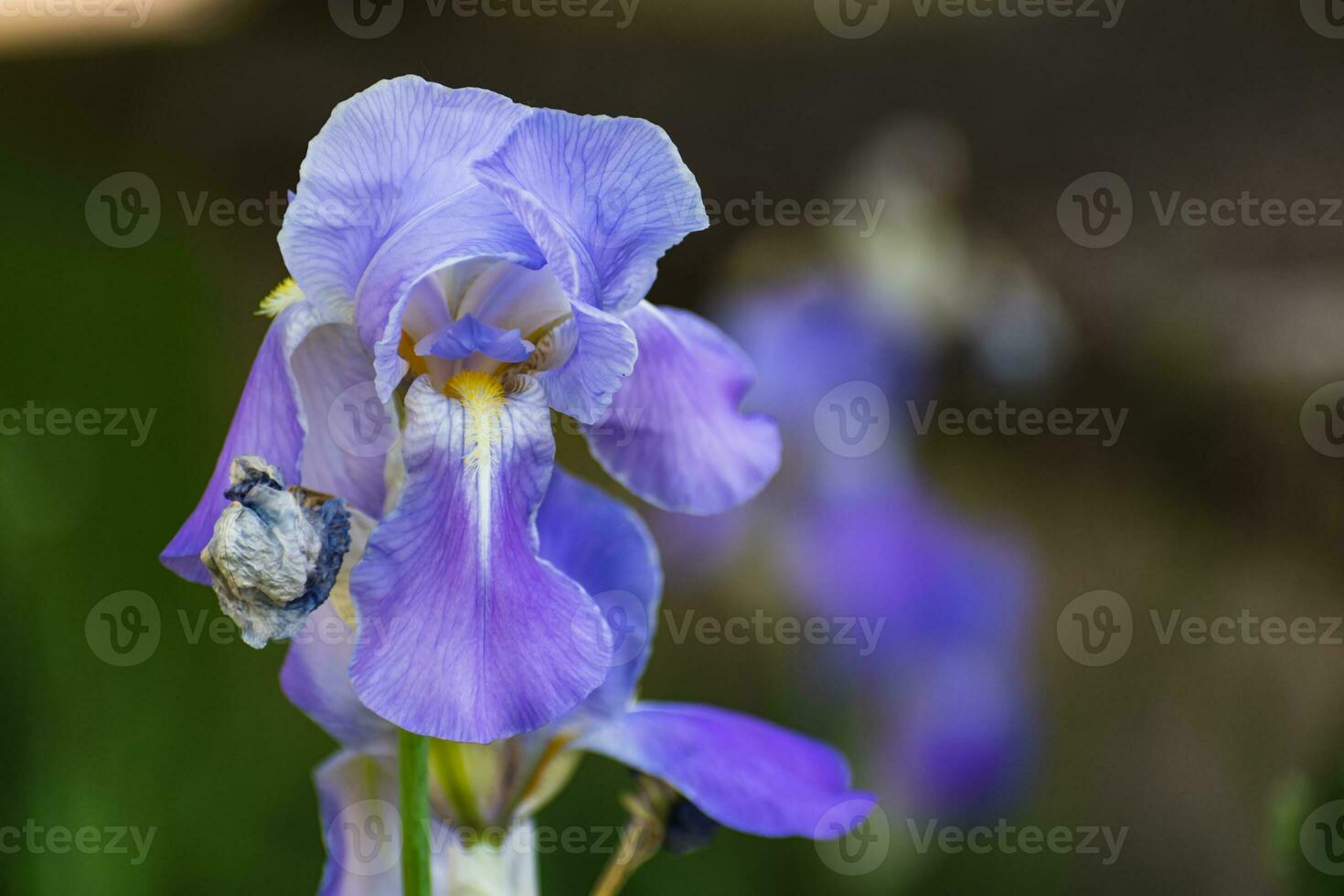 hermosa azul y púrpura iris flor a primavera y Hora de verano foto
