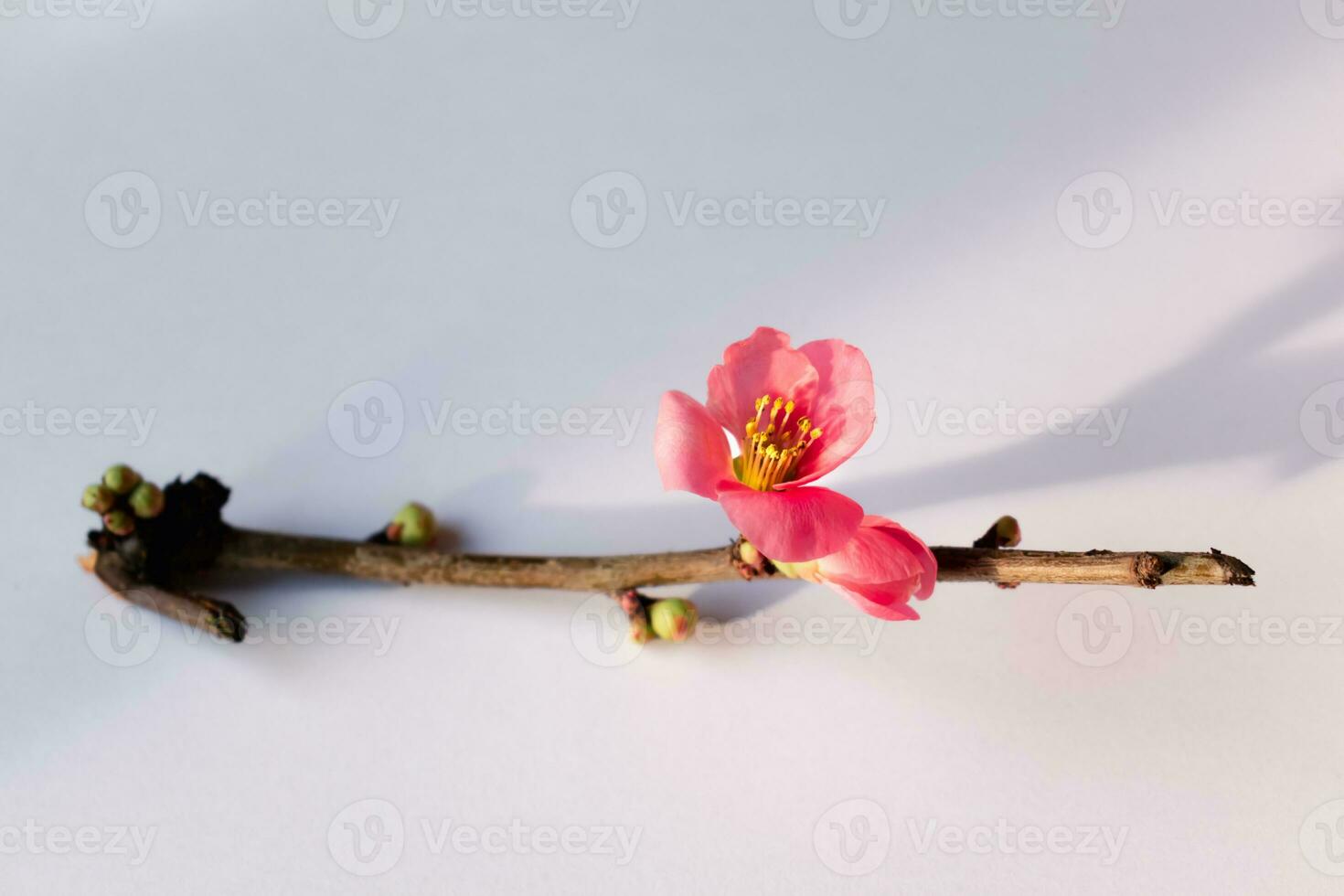Pink japanese quince blossom and branch, chaenomeles japonica, malus floribunda photo