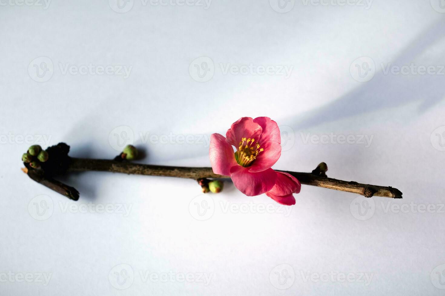 Pink japanese quince blossom and branch, chaenomeles japonica, malus floribunda photo