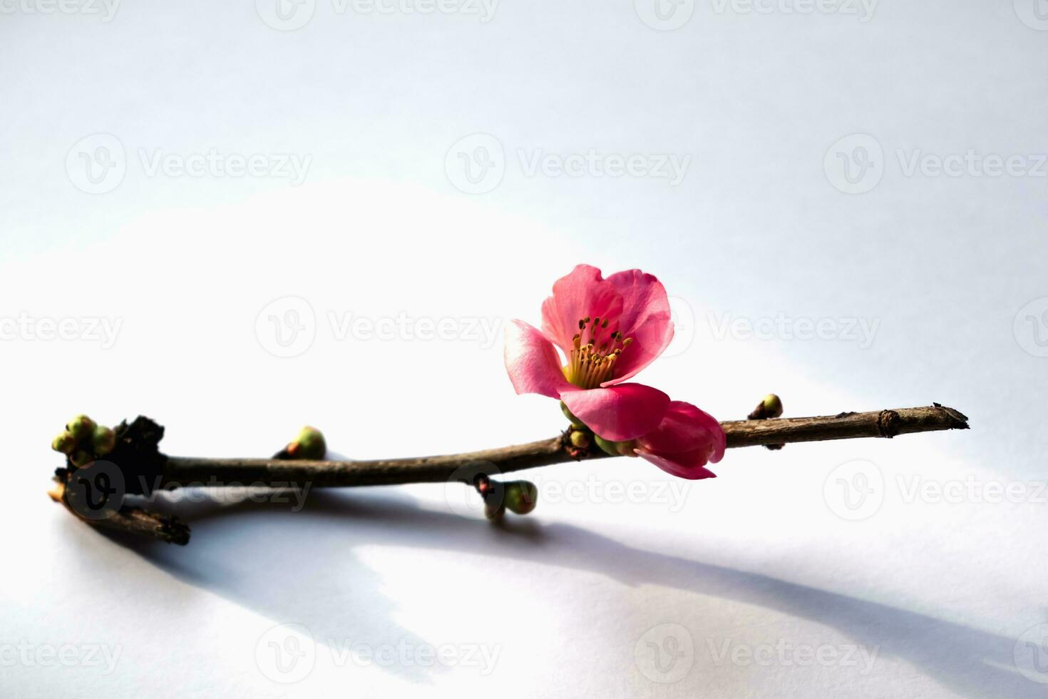 Pink japanese quince blossom and branch, chaenomeles japonica, malus floribunda photo