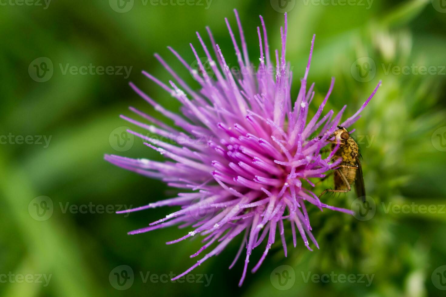 Milk thistle close up with insect, silybum marianum, cardus photo