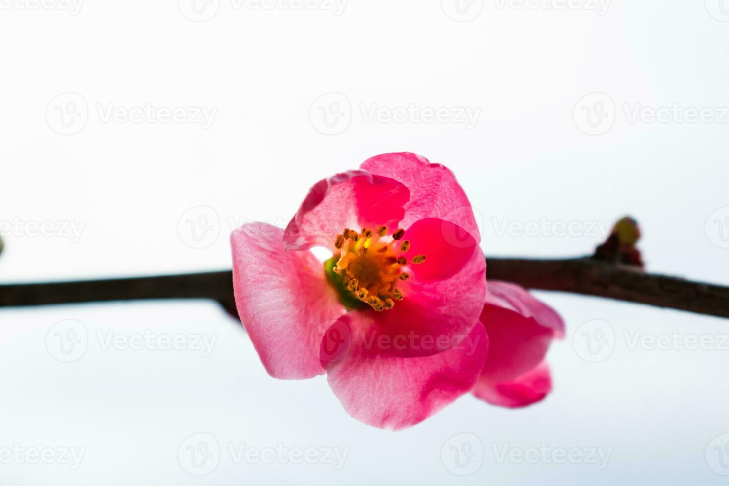 Pink japanese quince blossom and branch, chaenomeles japonica, malus floribunda photo