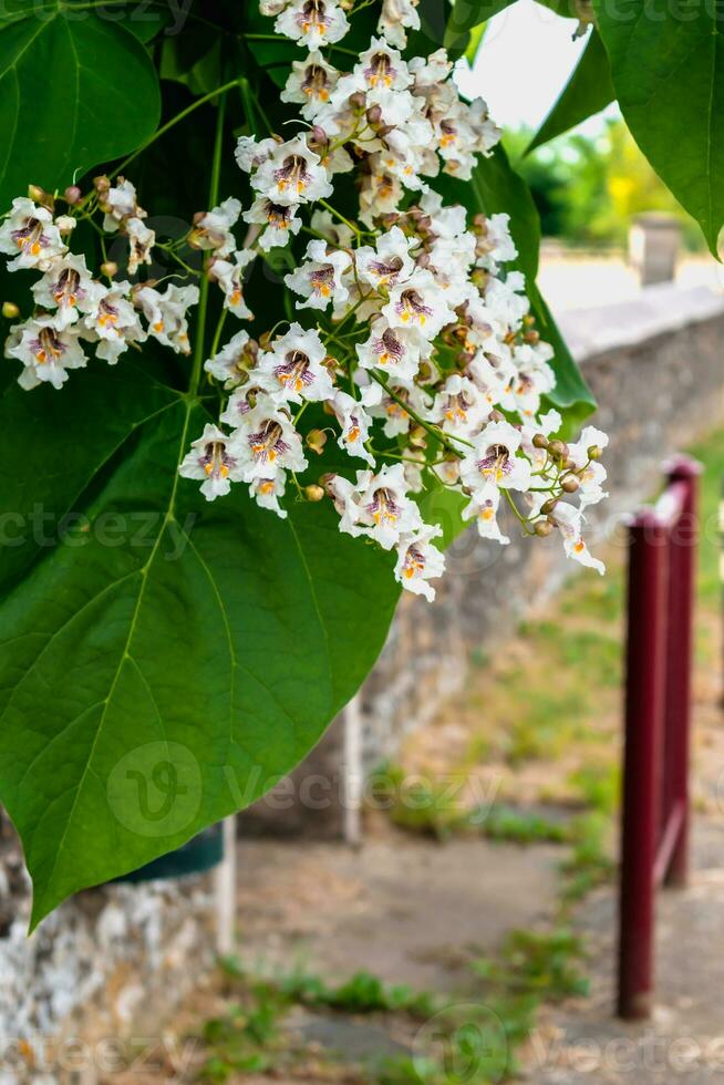 Catalpa tree with flowers and leaves, catalpa bignonioides, catalpa speciosa or cigar tree photo