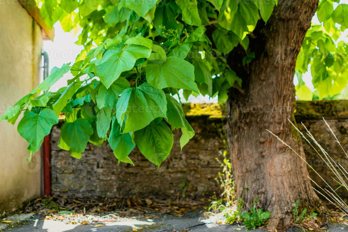 Catalpa tree with leaves, catalpa bignonioides, catalpa speciosa or cigar tree photo