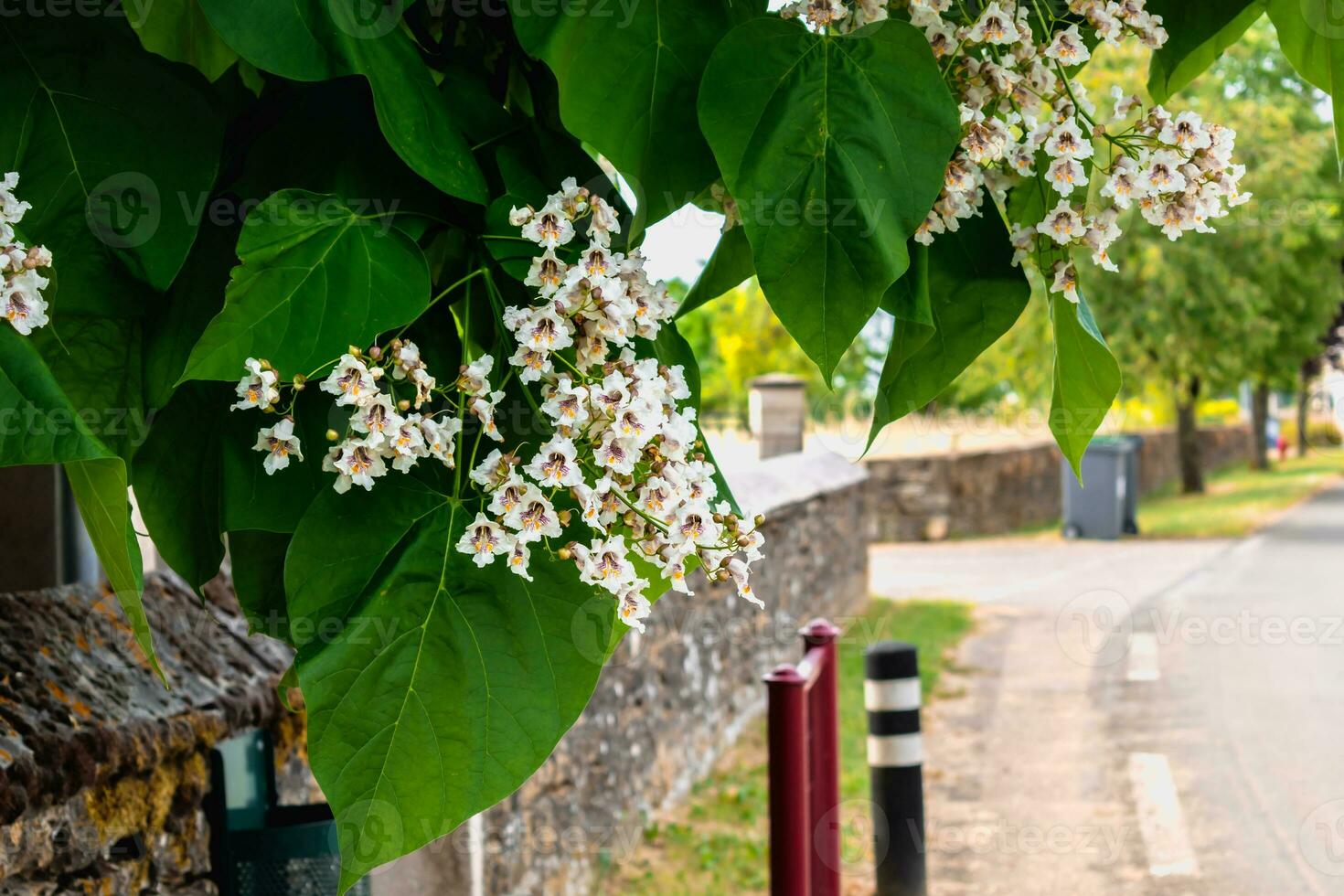 catalpa árbol con flores y hojas, catalpa bignonioides, catalpa speciosa o cigarro árbol foto