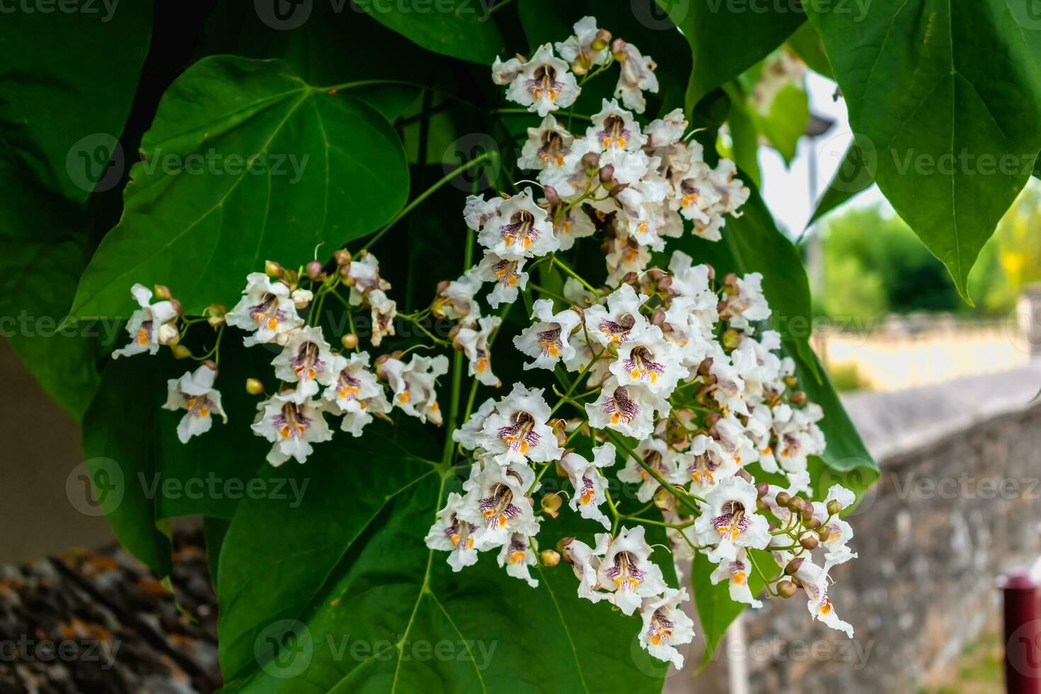 Catalpa tree with flowers and leaves, catalpa bignonioides, catalpa speciosa or cigar tree photo