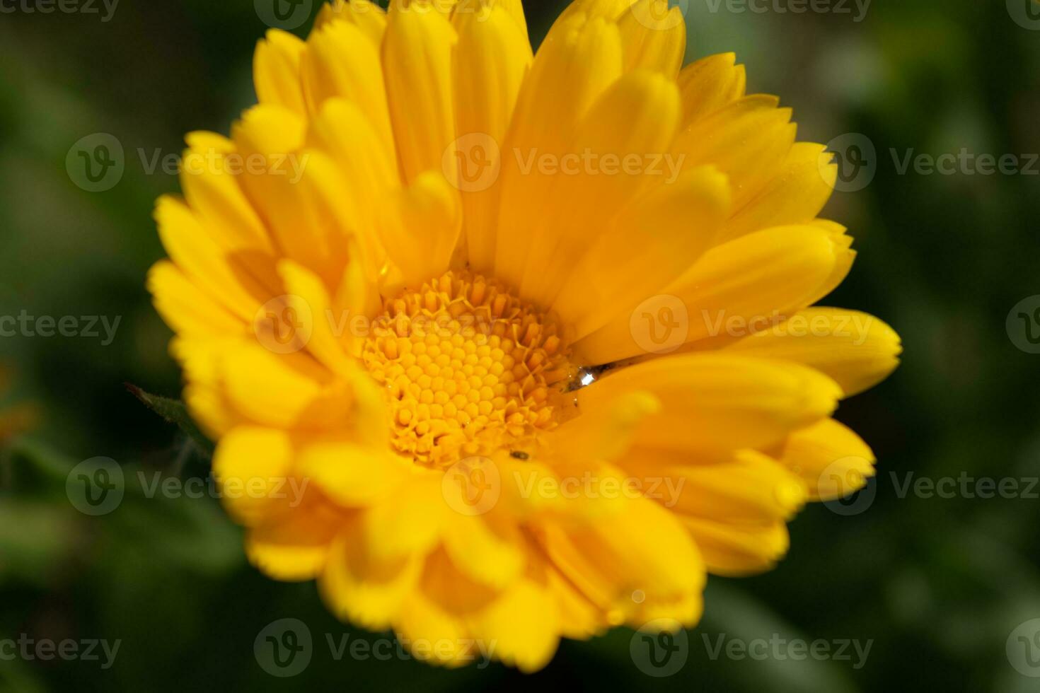 Beautiful yellow calendula officinalis flower close up in a garden on a green background photo