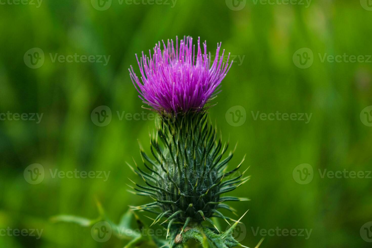 Milk thistle close up, for background, concept and illustration, silybum marianum, cardus photo