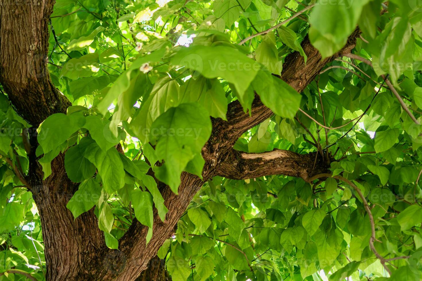 Catalpa tree with leaves, catalpa bignonioides, catalpa speciosa or cigar tree photo