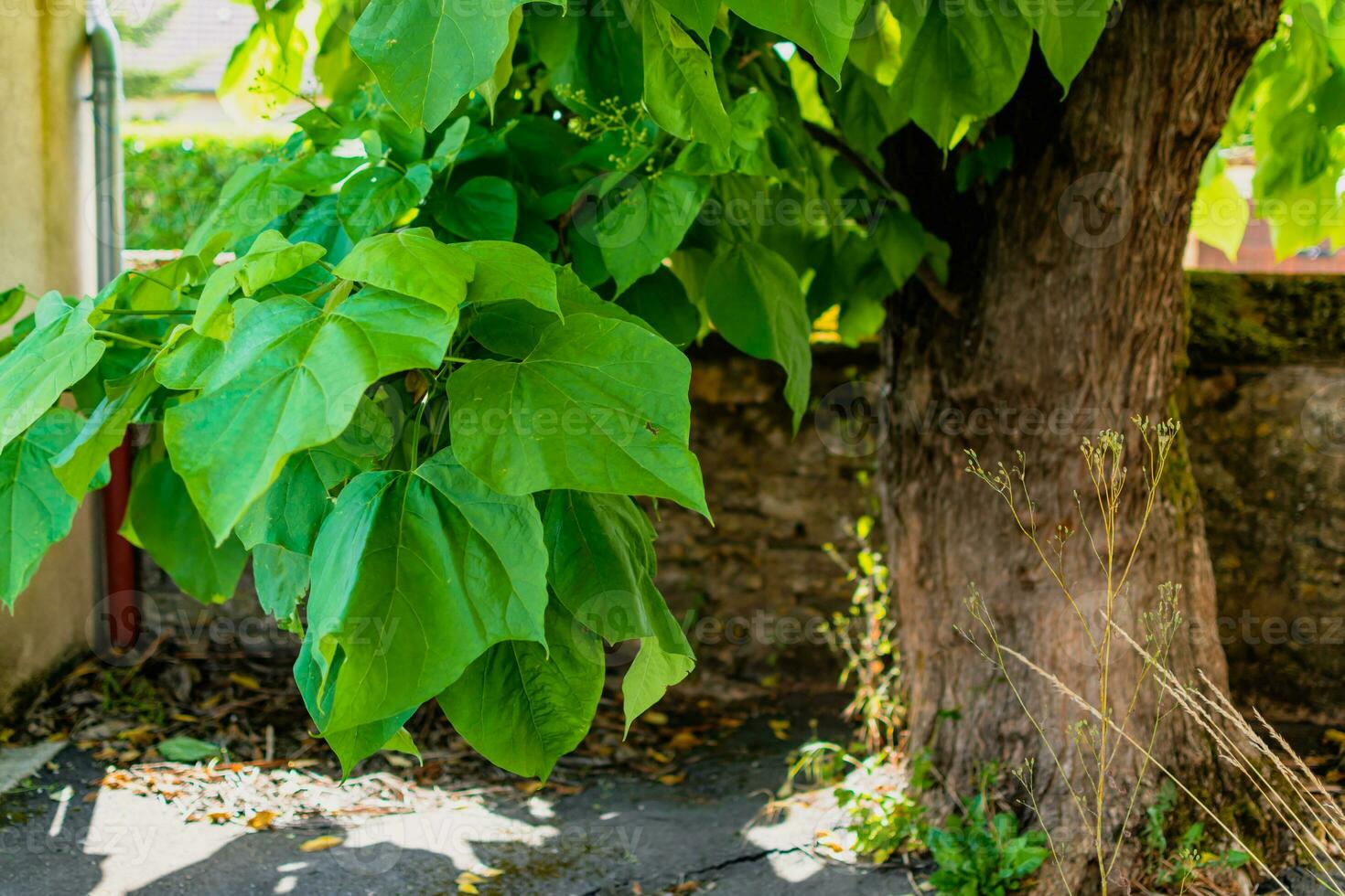 Catalpa tree with leaves, catalpa bignonioides, catalpa speciosa or cigar tree photo