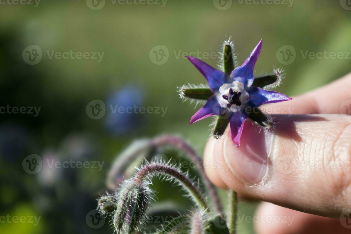 mano cosecha un borraja flor para cocinando, ensalada, rosquilla, sopa, herbario infusión. borago officinalis foto