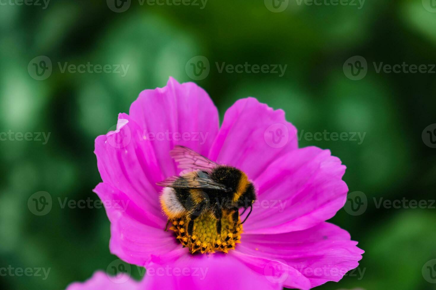 Bumblebee on a pink cosmos flower collecting pollen, bombus photo