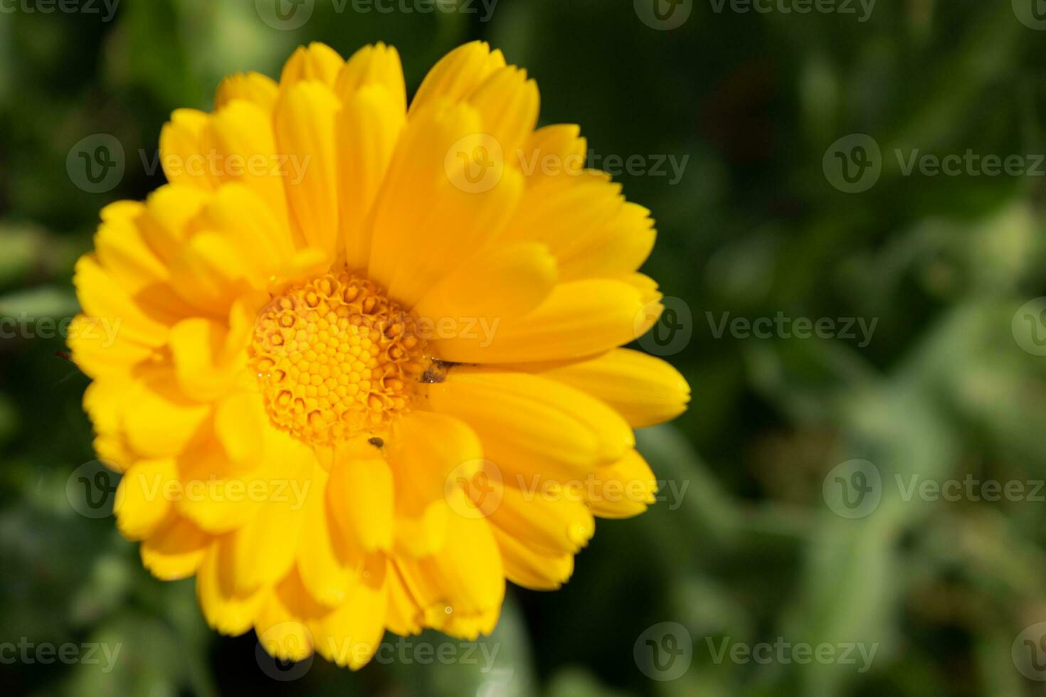 Beautiful yellow calendula officinalis flower close up in a garden on a green background photo