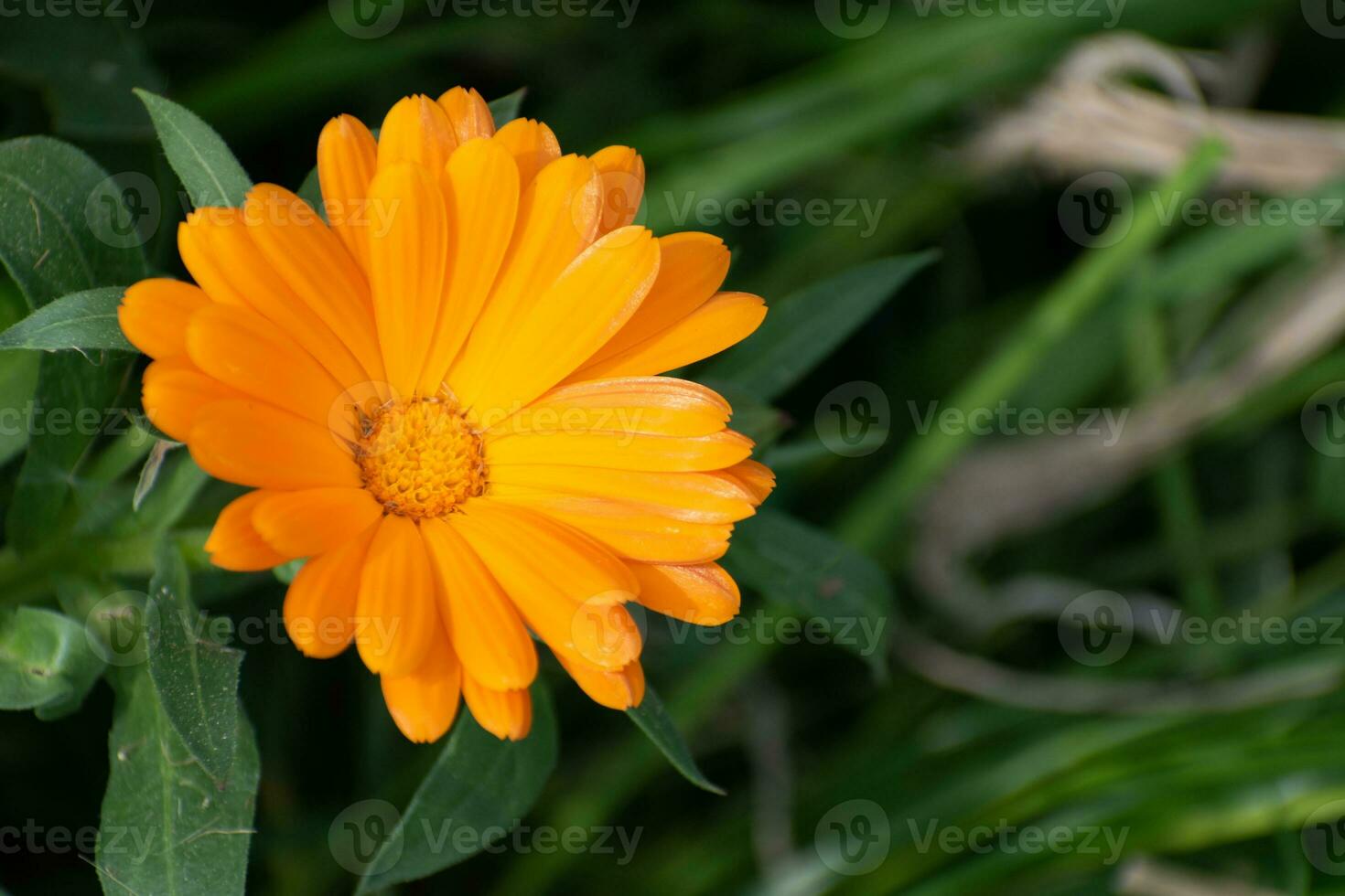 Beautiful orange calendula officinalis flower close up in a garden on a green background photo