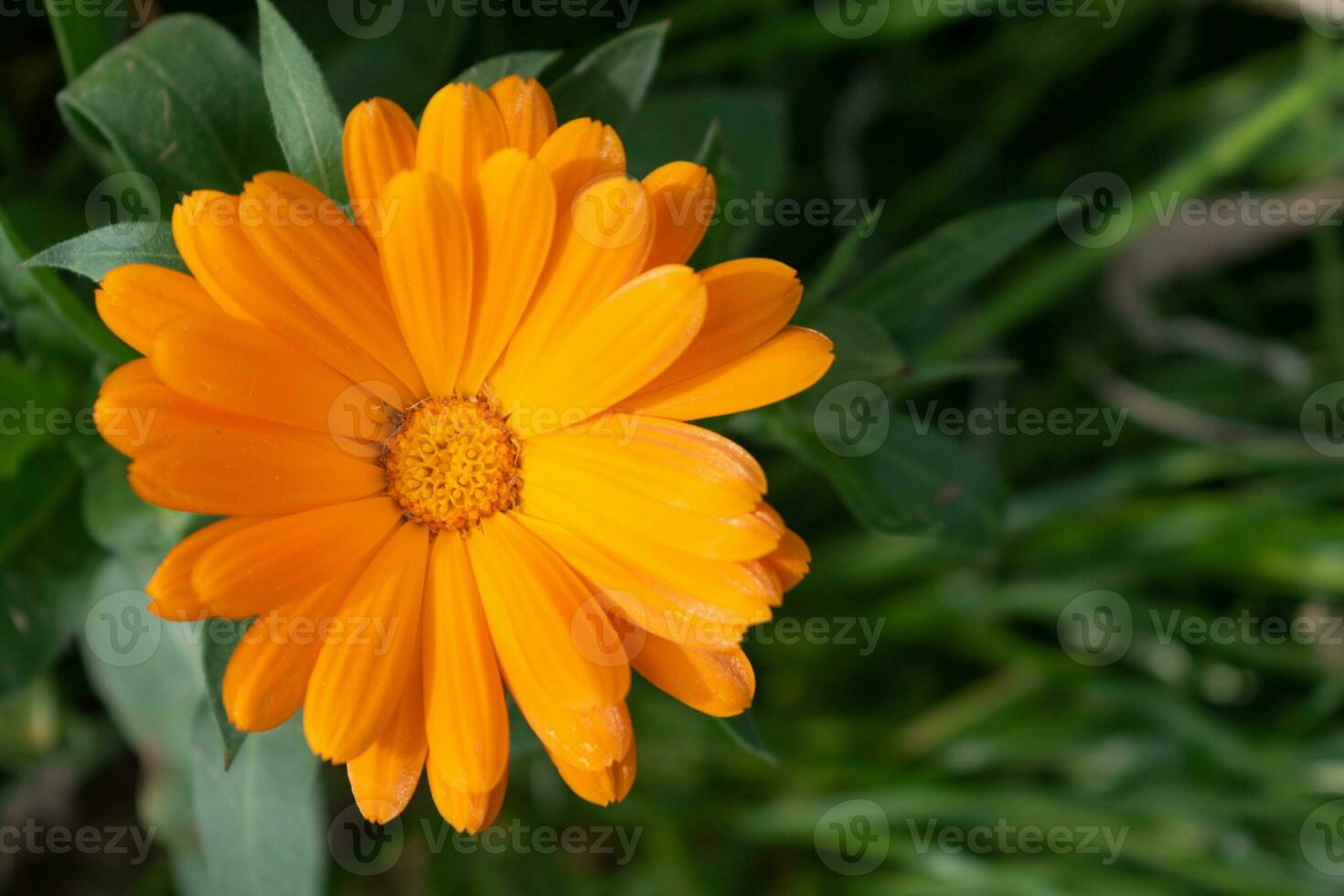 Beautiful orange calendula officinalis flower close up in a garden on a green background photo