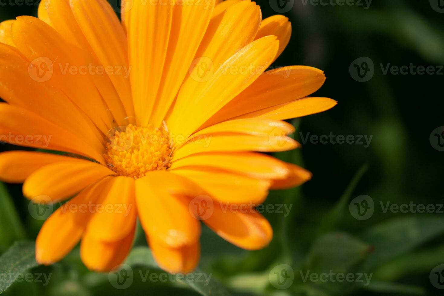 Beautiful orange calendula officinalis flower close up in a garden on a green background photo